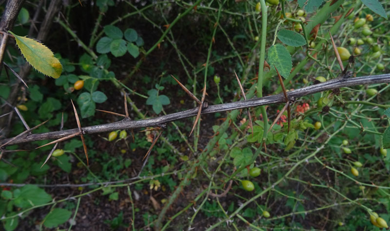 Berberis vulgaris - Berberidaceae: Crespino comune